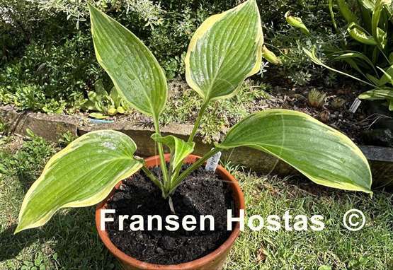 Hosta Oyster Bar